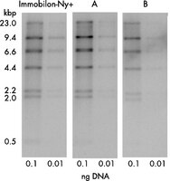 Amount of DNA loaded on the gel was decreased to 0.01 ng. The 2.2 and 2.0 kbp bands in the 0.1 lane correspond to 0.48 and 0.42 pg of DNA, respectively. This is approximately equivalent to a single copy gene sequence in 10 µg of human genomic DNA. The sensitivity was improved by doubling the probe concentration. In the 0.01 ng lanes, Immobilon-Ny+ membrane was slightly more sensitive with lower background than Competitor A.